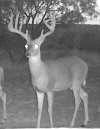 nice typical 10 point buck
