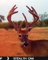 long brow tine buck