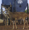 5x7 buck