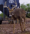 8 point kickers