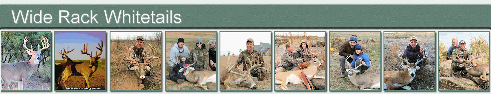 Breeder Bucks and Semen for Sale