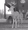 bucks