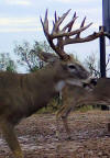 sticker buck